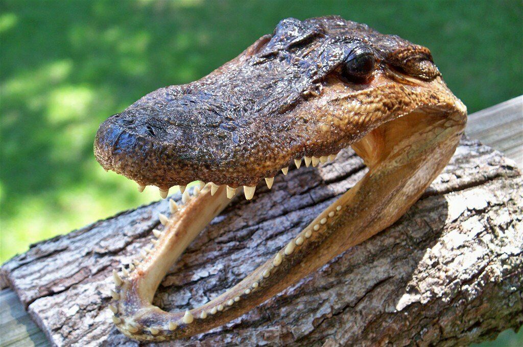 Gator Head 5-6 Inch Real Alligator Head Authentic Cajun Crocodile Sharp Florida