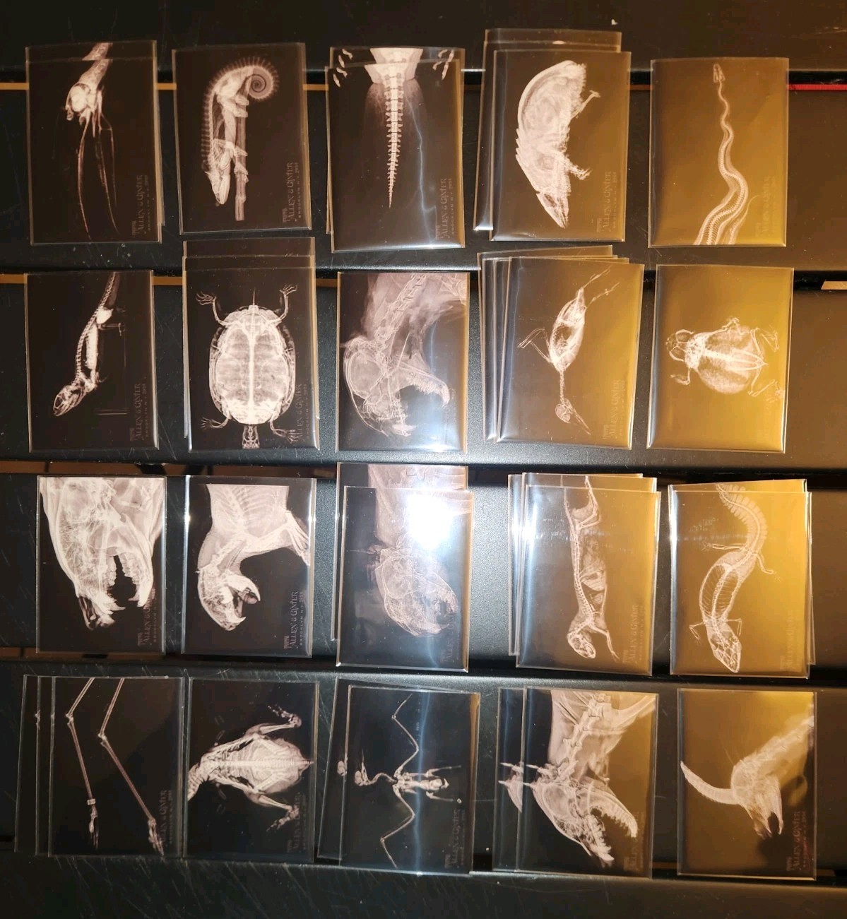 Topps Allen & Ginter X-RAY Animals SET 1-20, Duplicates 37 Carda In Total Glossy