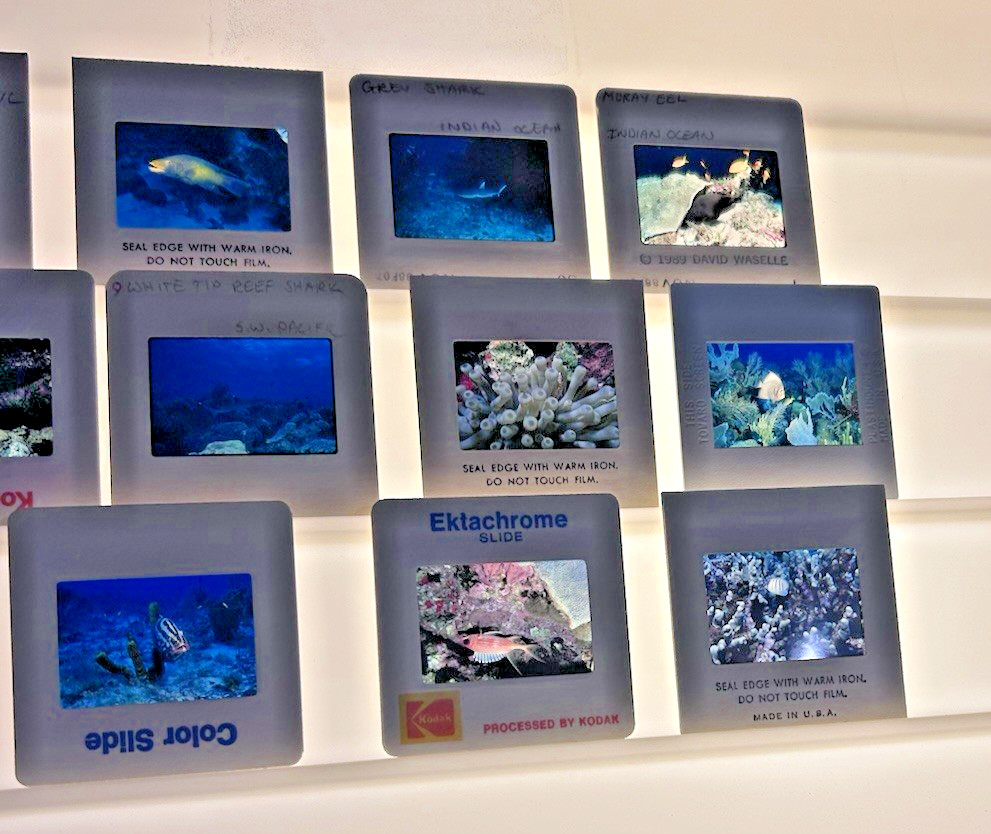 Vintage Kodak Kodachrome 480+ Film Slides Developed Photos Tropical Fish Ocean