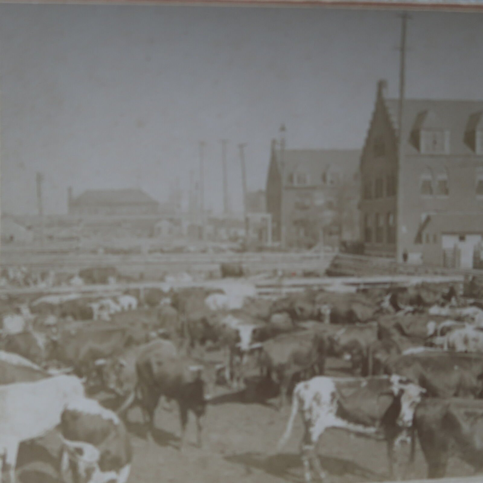 1890 Cattle Stock Yard Chicago Ill. End of the Trail Stereoview B.W. Kilburn 112