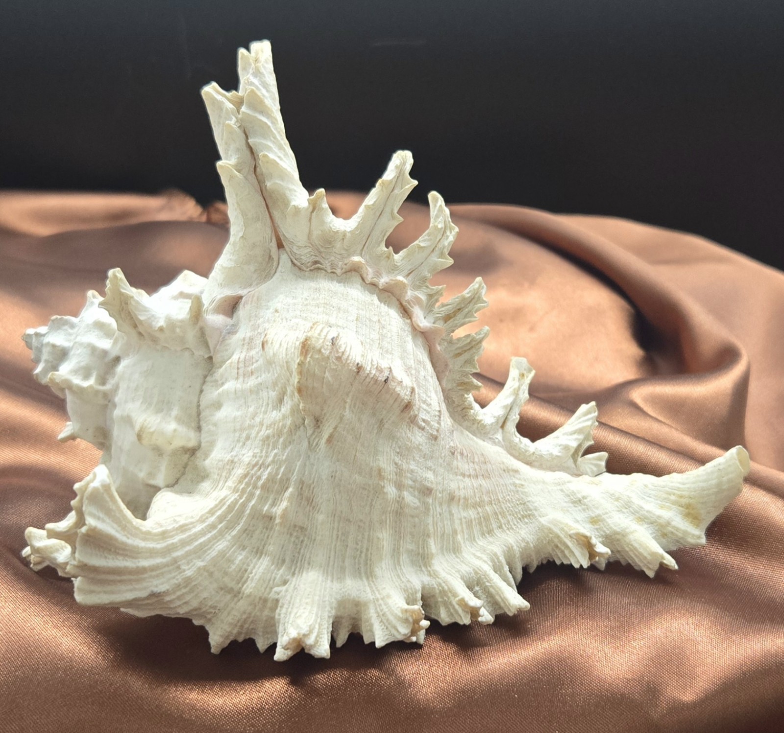 Vintage Ramose Murex SEASHELL (Chicoreus Ramosus) Known As  The Branched Murex