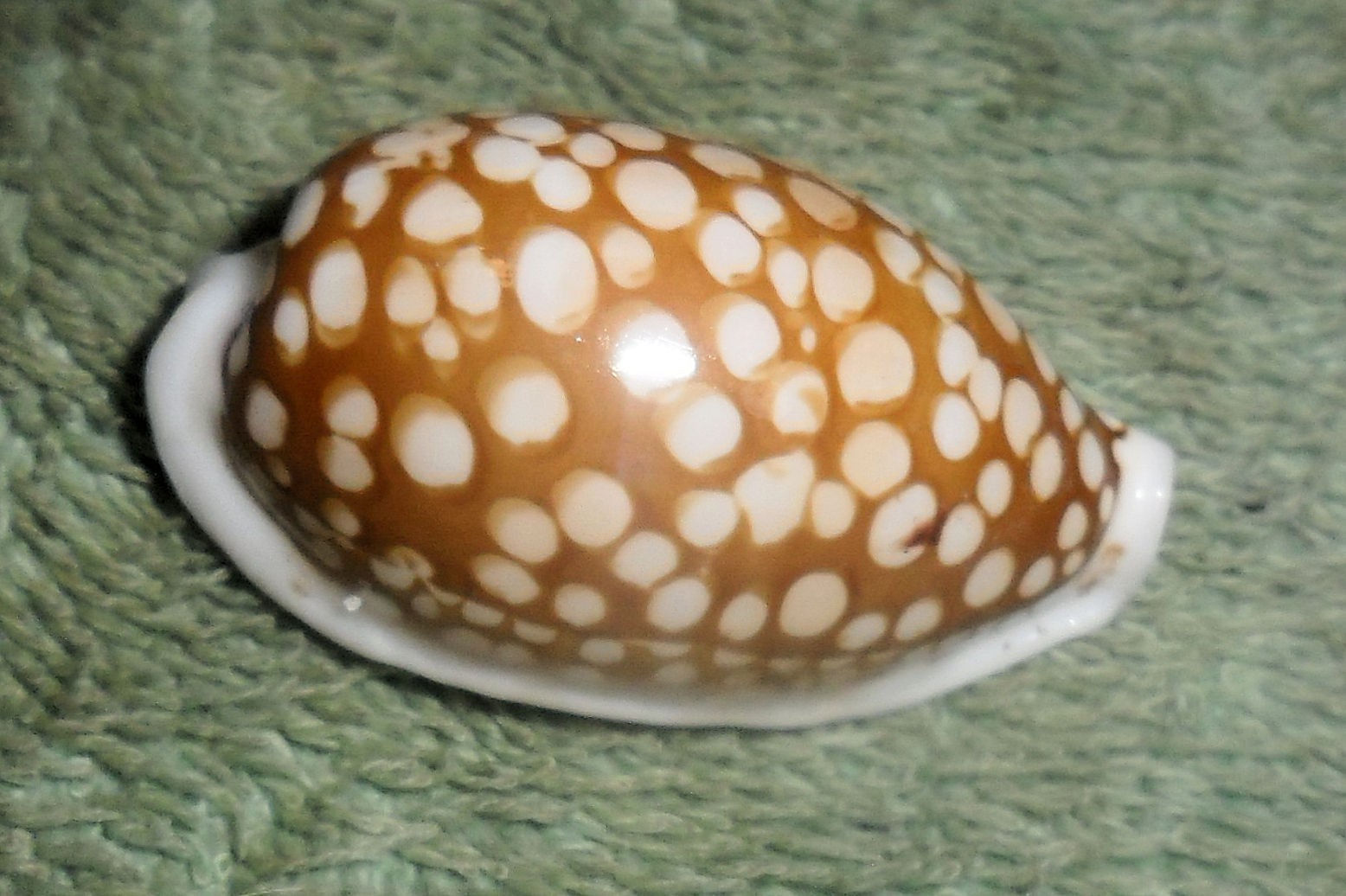 PH RFM 86719 LARGE Cypraea cribraria Linne 1758 37.1mm F++/Gem Philippines, off