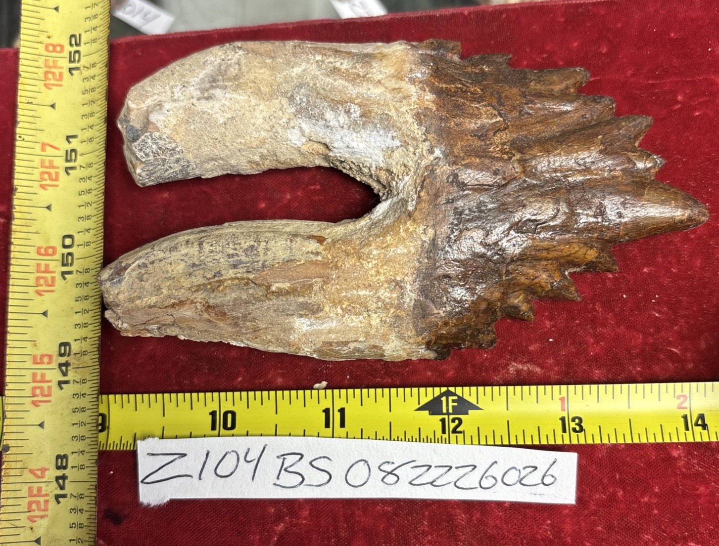 5 1/4” Basilosaurus Tooth 40-34 Mil Yrs Old Late Eocene 5 1/4” Basilosaurus Tooth 40-34 Mil Yrs Old Late Eocene