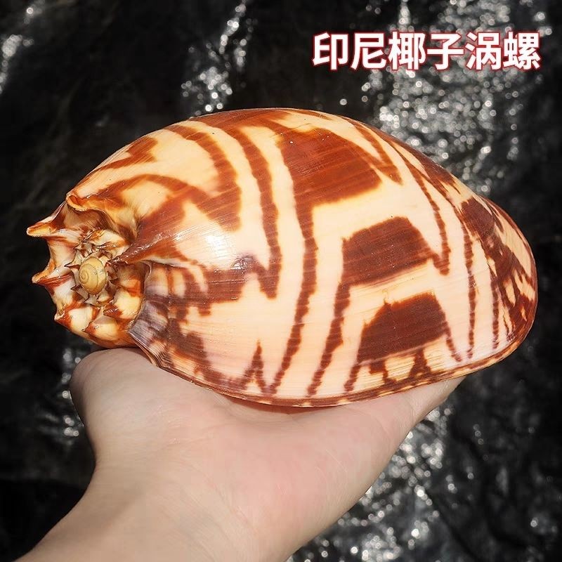 18-20cm Natural Sea Conch Shell Indonesian Coconut Snail Seashell 18-20cm Natural Sea Conch Shell Indonesian Coconut Snail Seashell