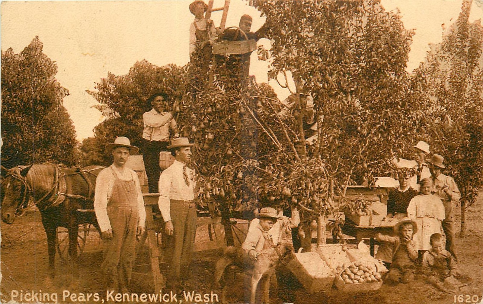 c1910 Kennewick Washington Picking Pears agriculture Postcard 25-11972 c1910 Kennewick Washington Picking Pears agriculture Postcard 25-11972