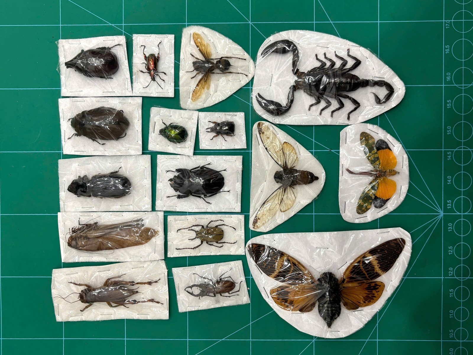 15 pcs Real Bugs Insects Specimens for Crafts Preserved Taxidermy Bugs For DIY