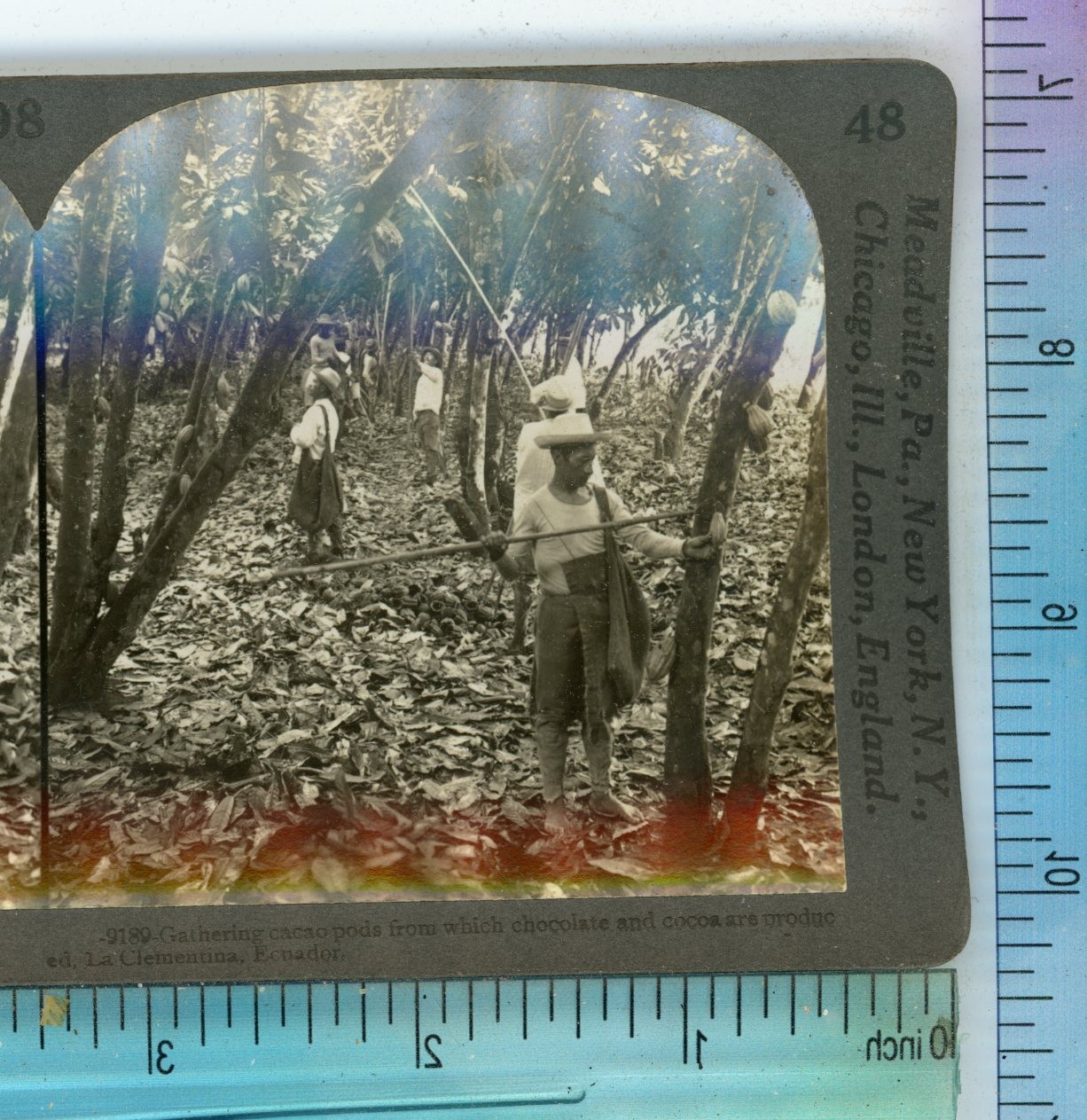Gathering Cacao Pods La Clementina Ecuador Keystone Stereoview Gathering Cacao Pods La Clementina Ecuador Keystone Stereoview