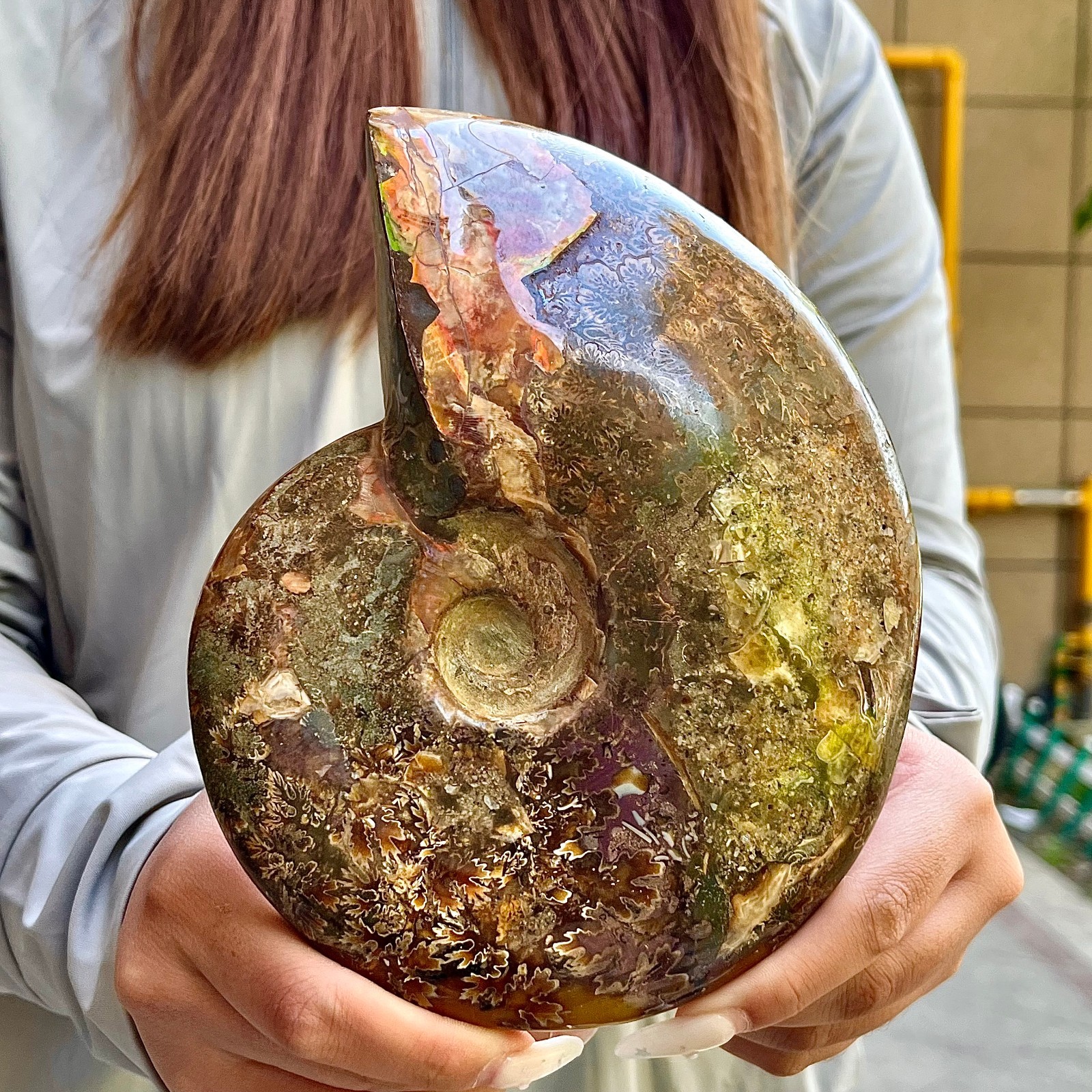 2.53LB Rare natural polished Natural conch fossil specimens of Madagascar 2.53LB Rare natural polished Natural conch fossil specimens of Madagascar