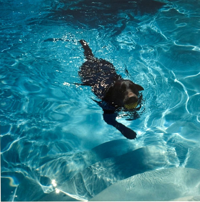 Dog in Water (Labrador?) 14x11 Fine Art Photo-C.1980s-Mark Bugzester (1954-2025) Dog in Water (Labrador?) 14x11 Fine Art Photo-C.1980s-Mark Bugzester (1954-2025)