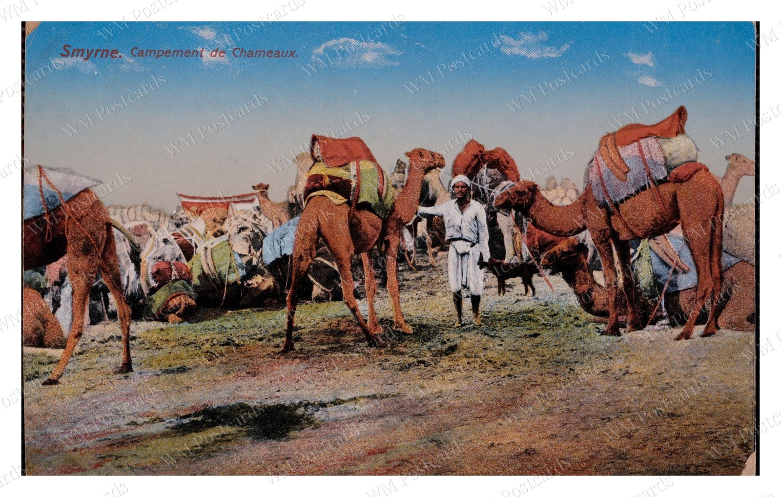 Izmir Turkey circa 1910s Camel Camp Camels Standard Postcard Izmir Turkey circa 1910s Camel Camp Camels Standard Postcard