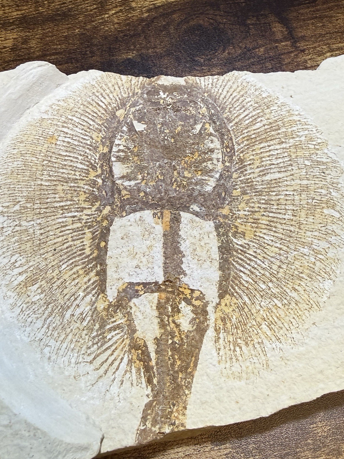 Fossil: Juvenile Stingray (Asterotrygon sp.) Green River Formation, Kemmerer, WY