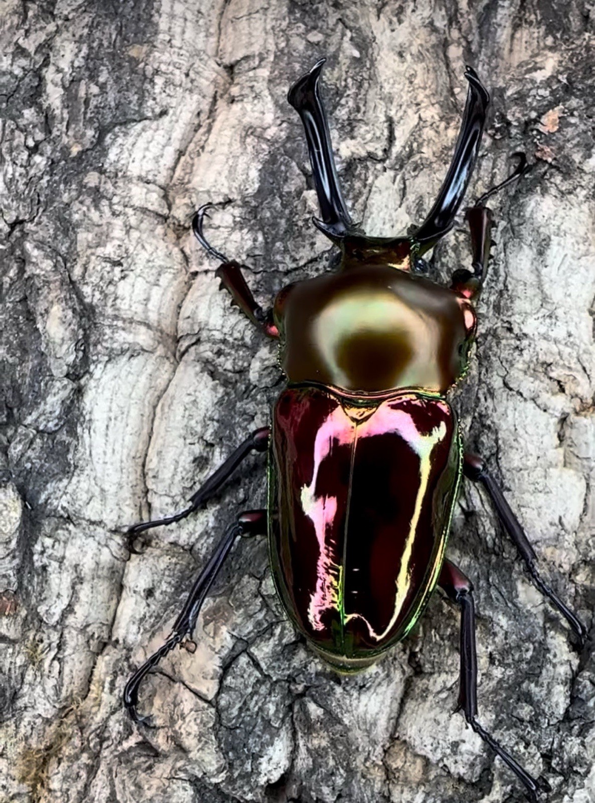 Phalacrognathus muelleri (Rainbow Stag Beetle) Larvae Beetle Raising USA ONLY Phalacrognathus muelleri (Rainbow Stag Beetle) Larvae Beetle Raising USA ONLY