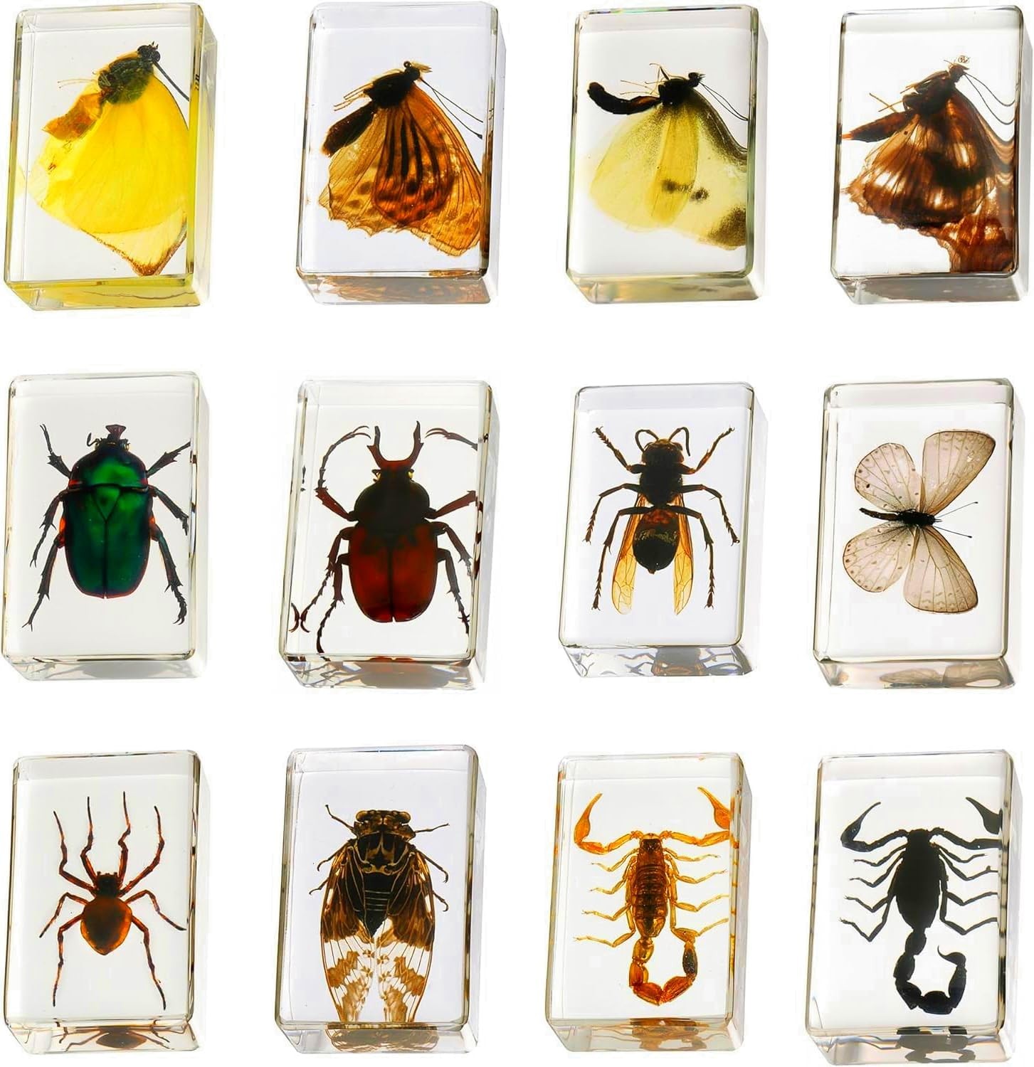 12 Styles Insect in Resin Specimen, Bugs Collection Paperweights Animal Specimen 12 Styles Insect in Resin Specimen, Bugs Collection Paperweights Animal Specimen