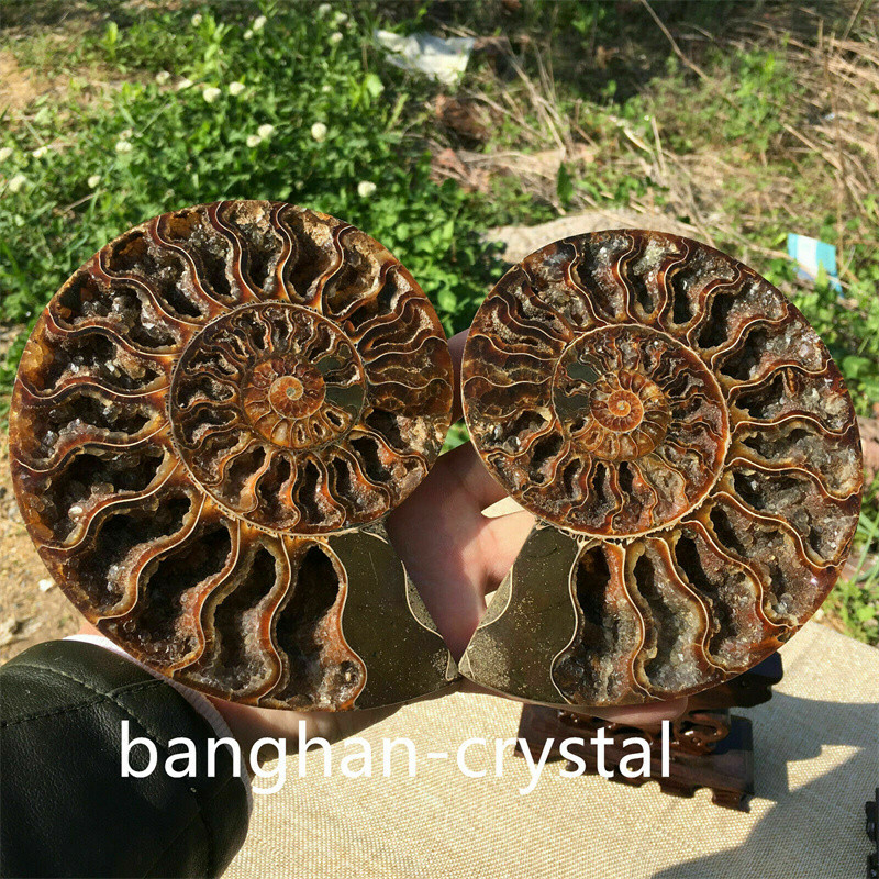 2pc Natural ammonite fossil conch Crystal specimen healing Home decoration+stand