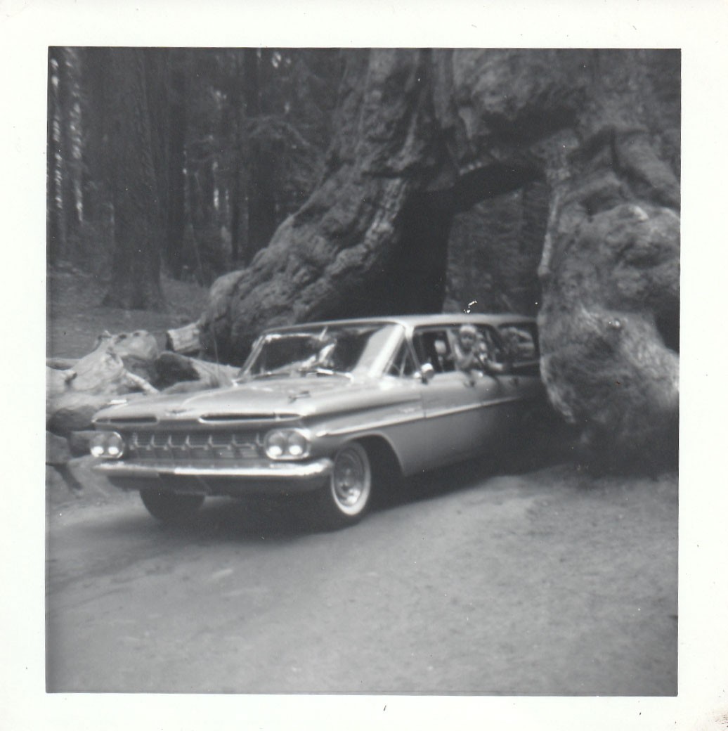 Vintage Photo Wawona Tunnel Tree 1959 Chevrolet Station Wagon Car Yosemite CA Vintage Photo Wawona Tunnel Tree 1959 Chevrolet Station Wagon Car Yosemite CA