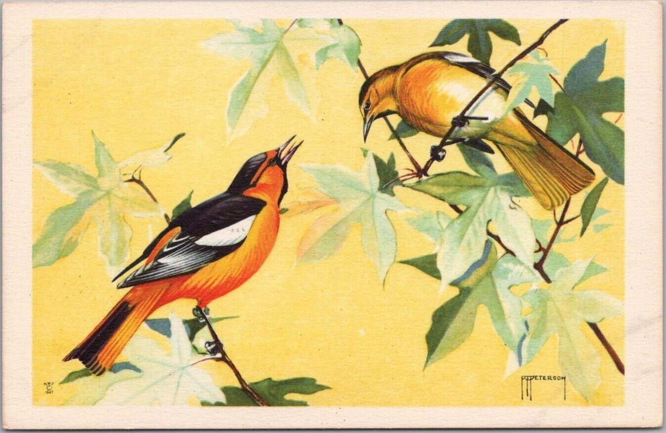 1947 National Wildlife Federation BIRD Postcard BULLOCK\'S ORIOLE Artist-Signed