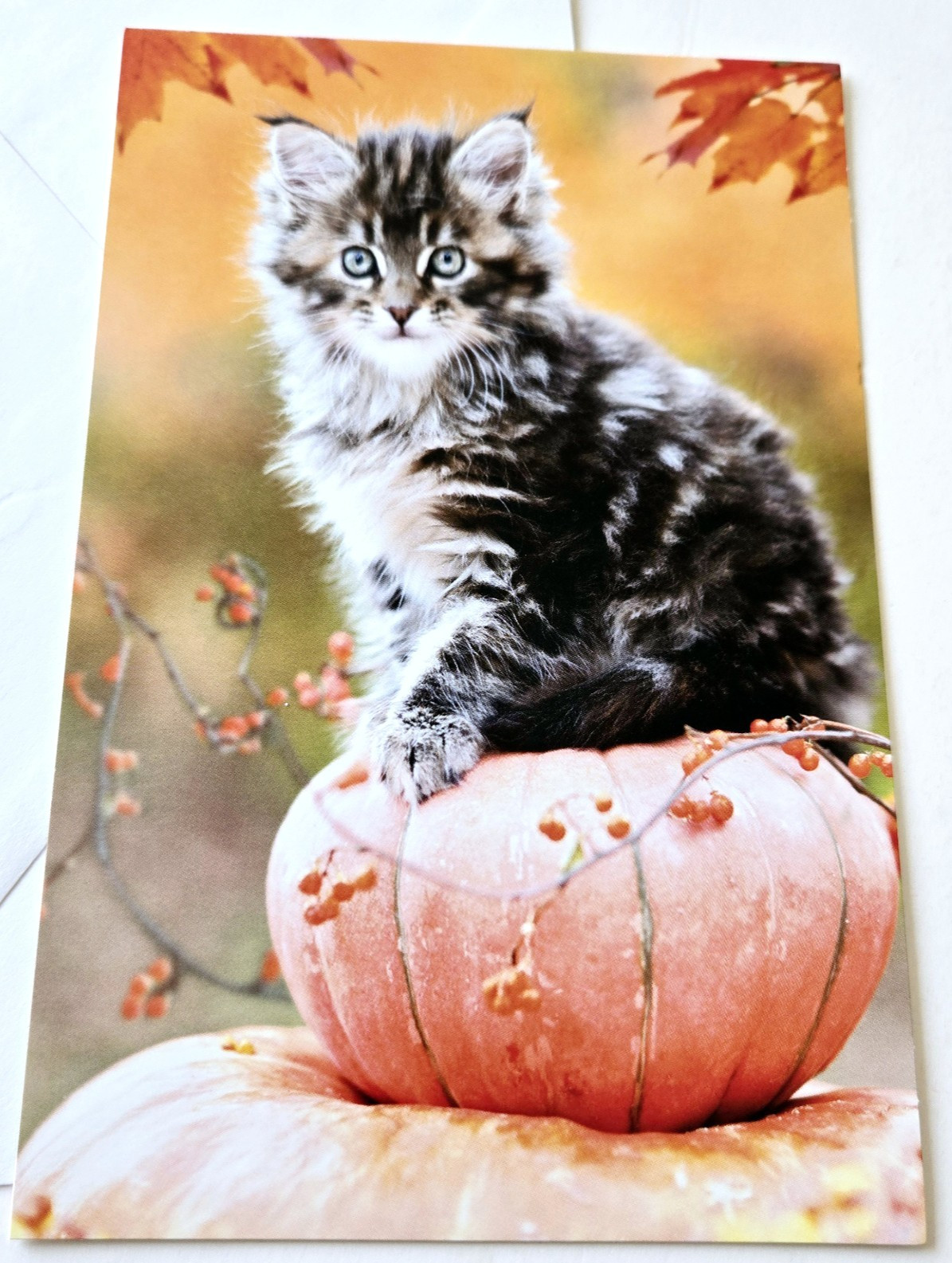 Thanksgiving Greeting Card Cat Kitten on Pumpkin by Autumn Leaves Thanksgiving Greeting Card Cat Kitten on Pumpkin by Autumn Leaves