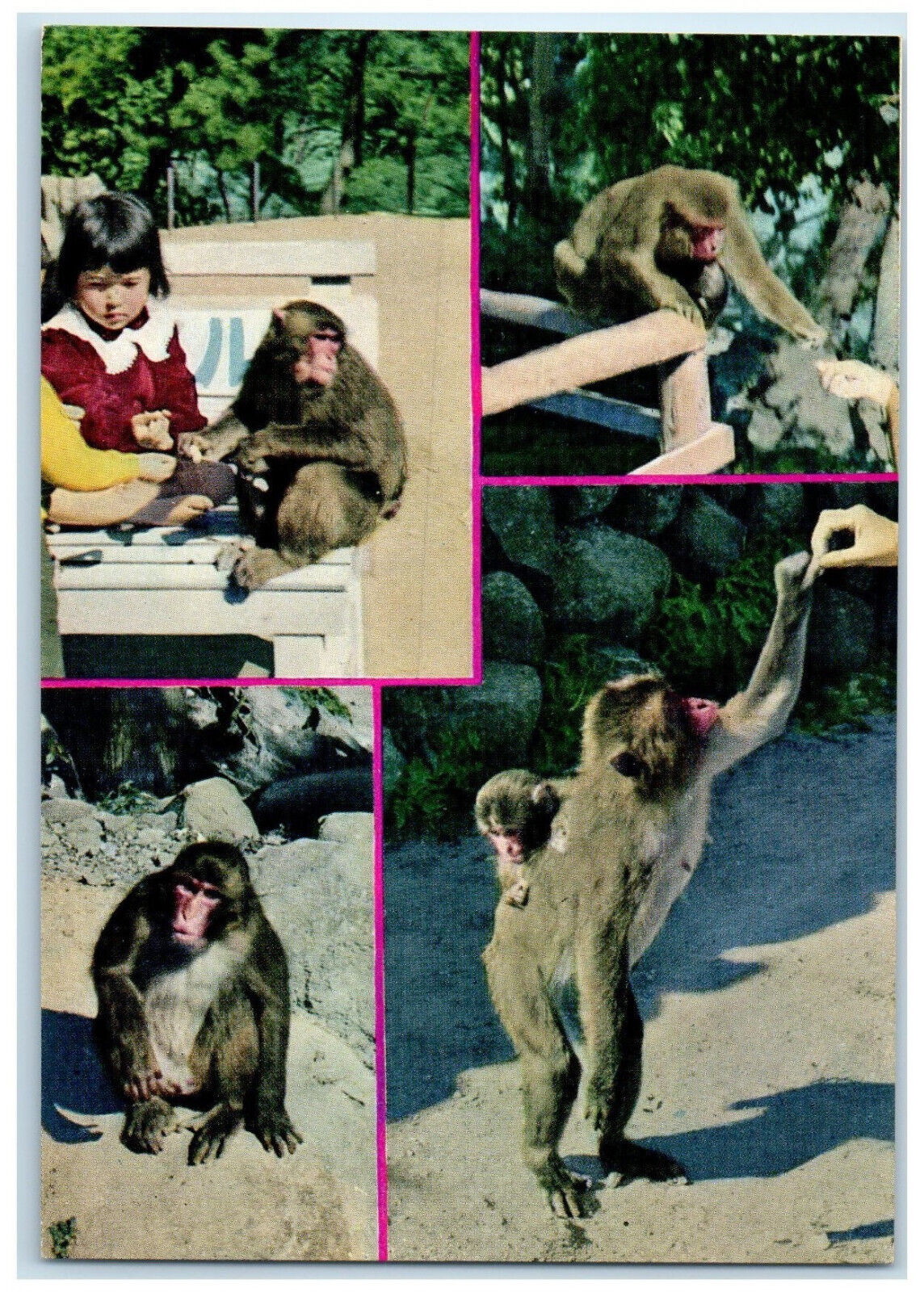 c1950\'s National Park Mt. Takasaki Little Girl Baboon Animal Oita Japan Postcard