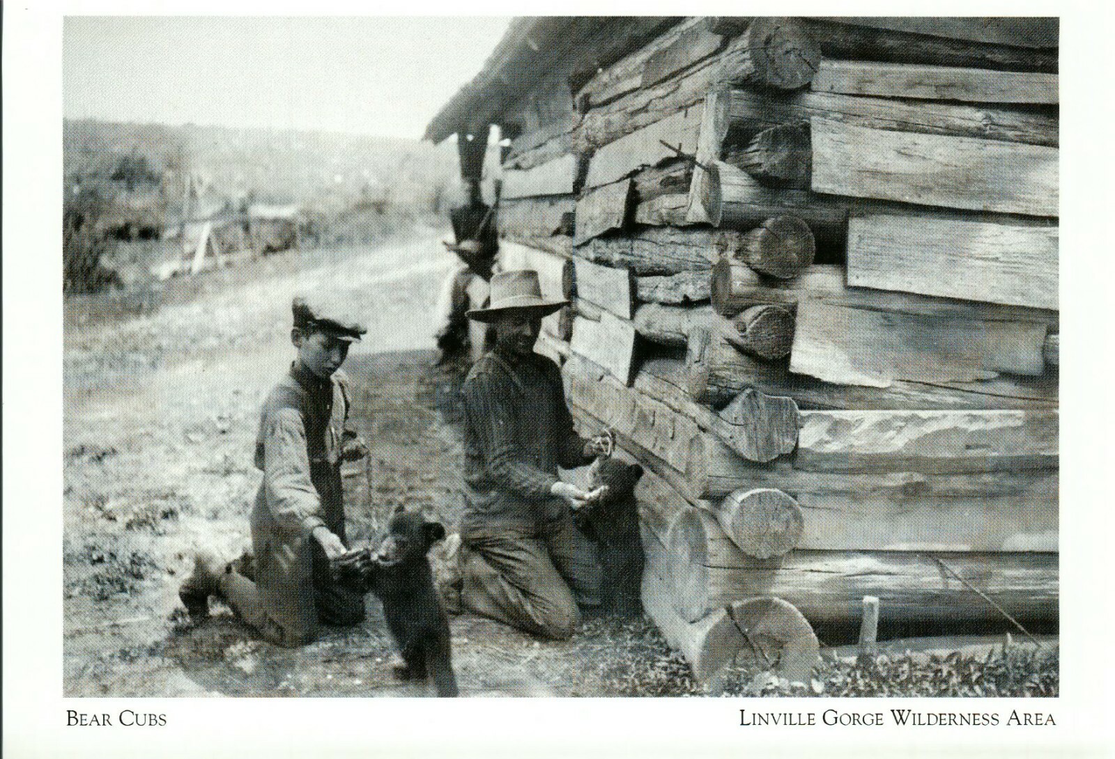 *North Carolina Postcard-*Bear Cubs held by 2 Men, 1908- *Linville Gorge- {G79} *North Carolina Postcard-*Bear Cubs held by 2 Men, 1908- *Linville Gorge- {G79}