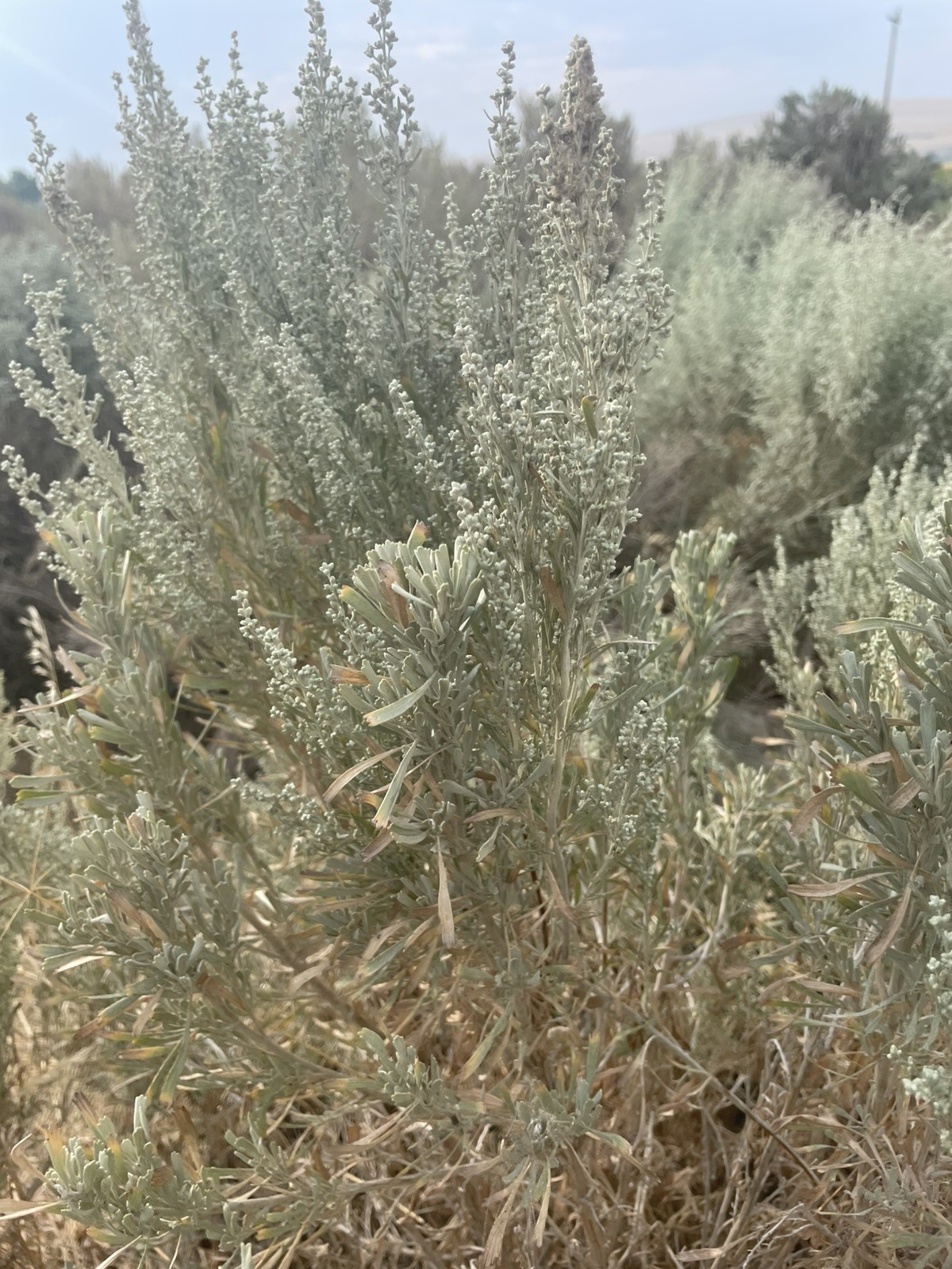 16oz Fresh Cut Sage Artemisia Tridentata Sagebrush SMUDGING cut/ship same day 16oz Fresh Cut Sage Artemisia Tridentata Sagebrush SMUDGING cut/ship same day
