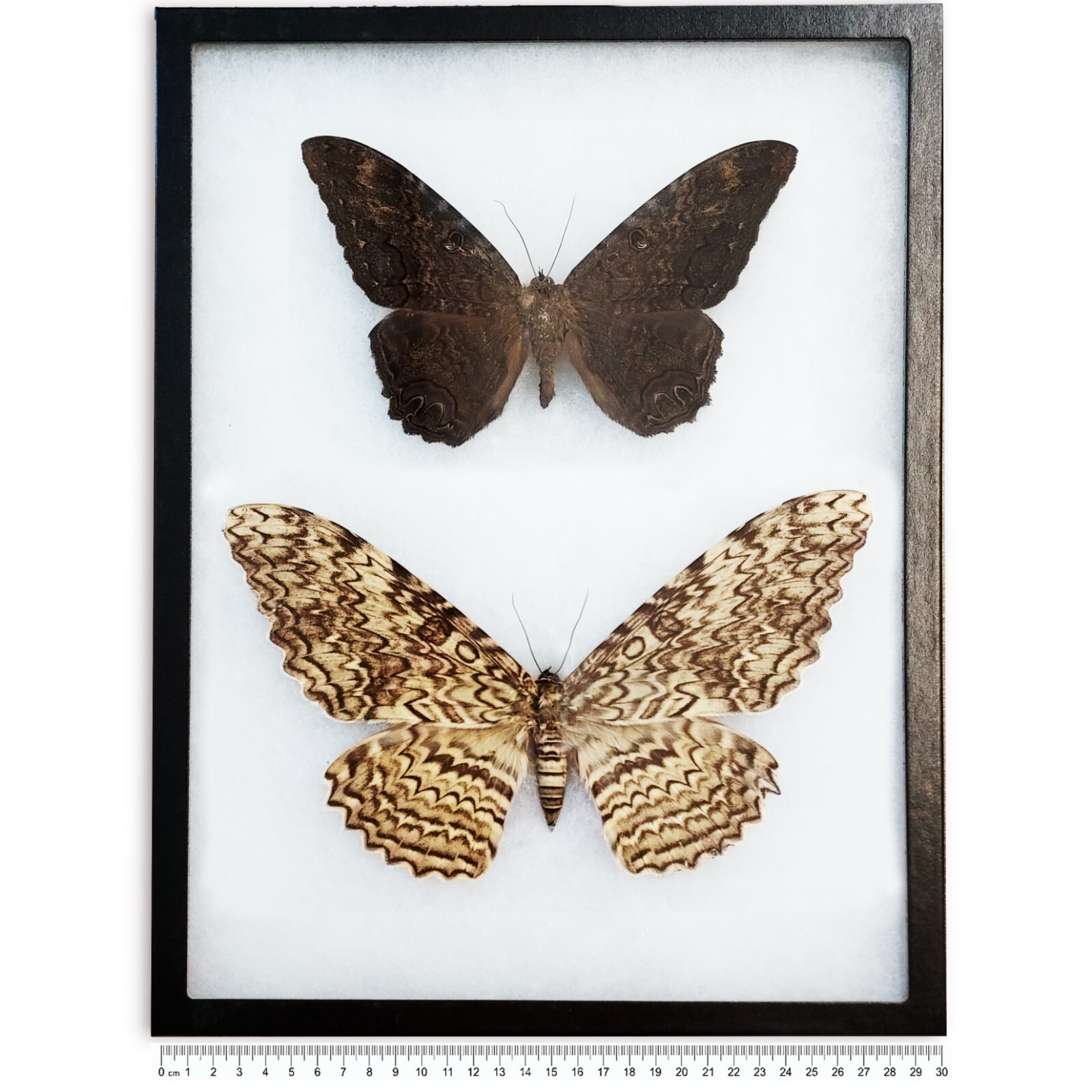 Ascalapha odorata black witch Thysania agrippina white witch moths PAIR FRAMED Ascalapha odorata black witch Thysania agrippina white witch moths PAIR FRAMED