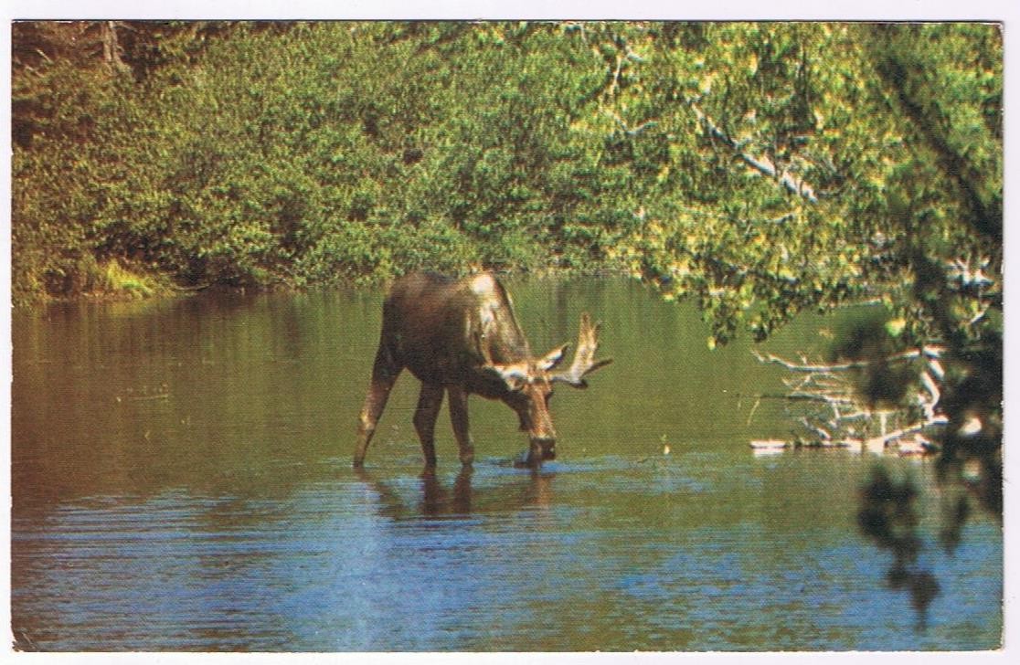 Newfoundland & Labrador Postcard Moose Have A Cool Drink