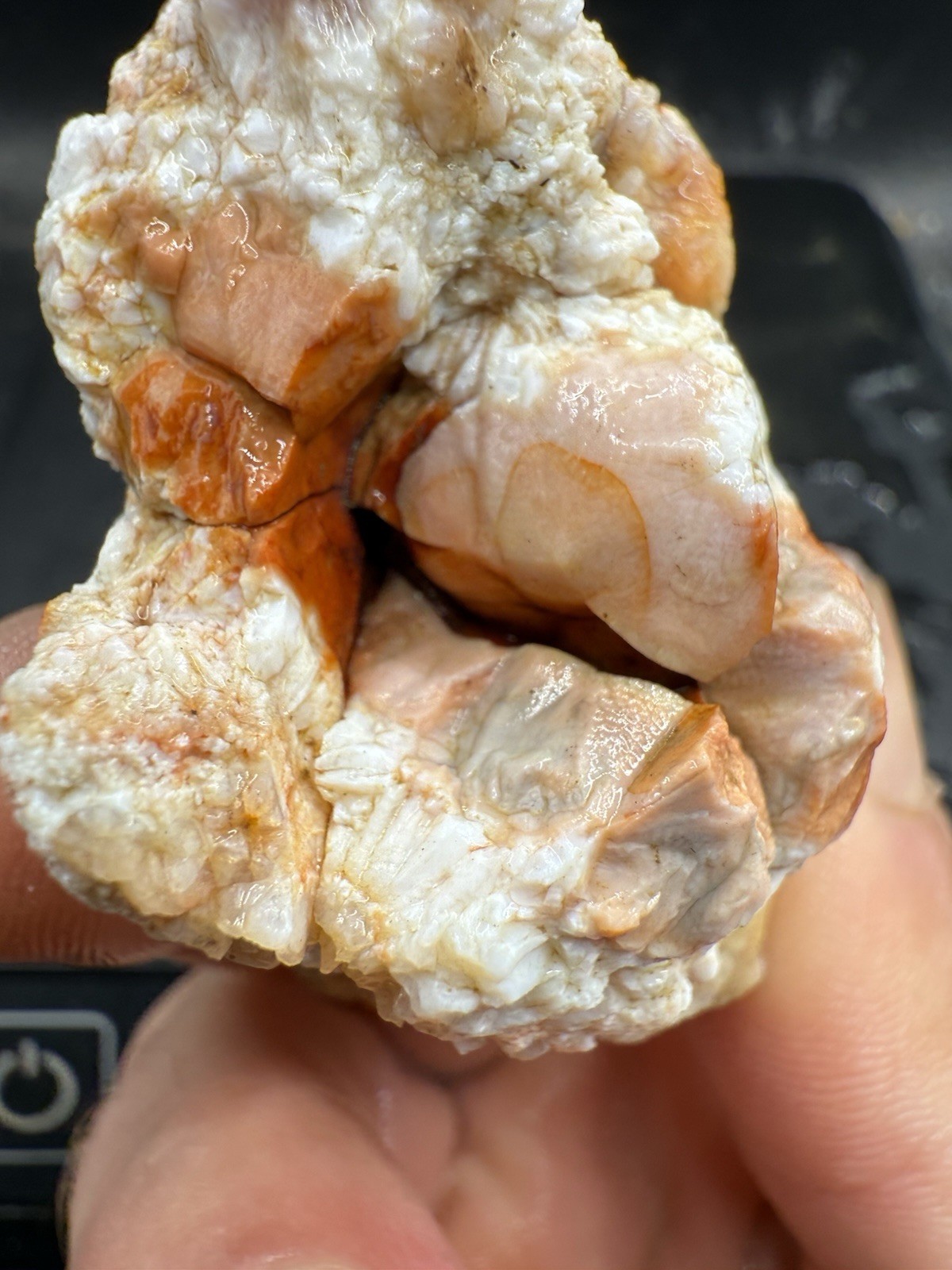 Fossilized Indiana Geode Crystal Agate Crinoid 495 Carats Fossilized Indiana Geode Crystal Agate Crinoid 495 Carats