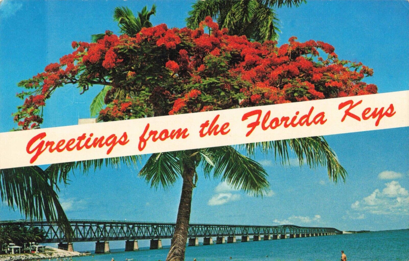 Florida Keys, Bahia Honda Bridge, Royal Poinciana Tree, Vintage Postcard
