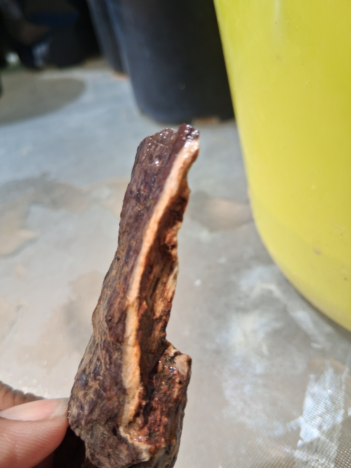 Petrified Wood Looks Like A Rib, Non Edible Though Petrified Wood Looks Like A Rib, Non Edible Though
