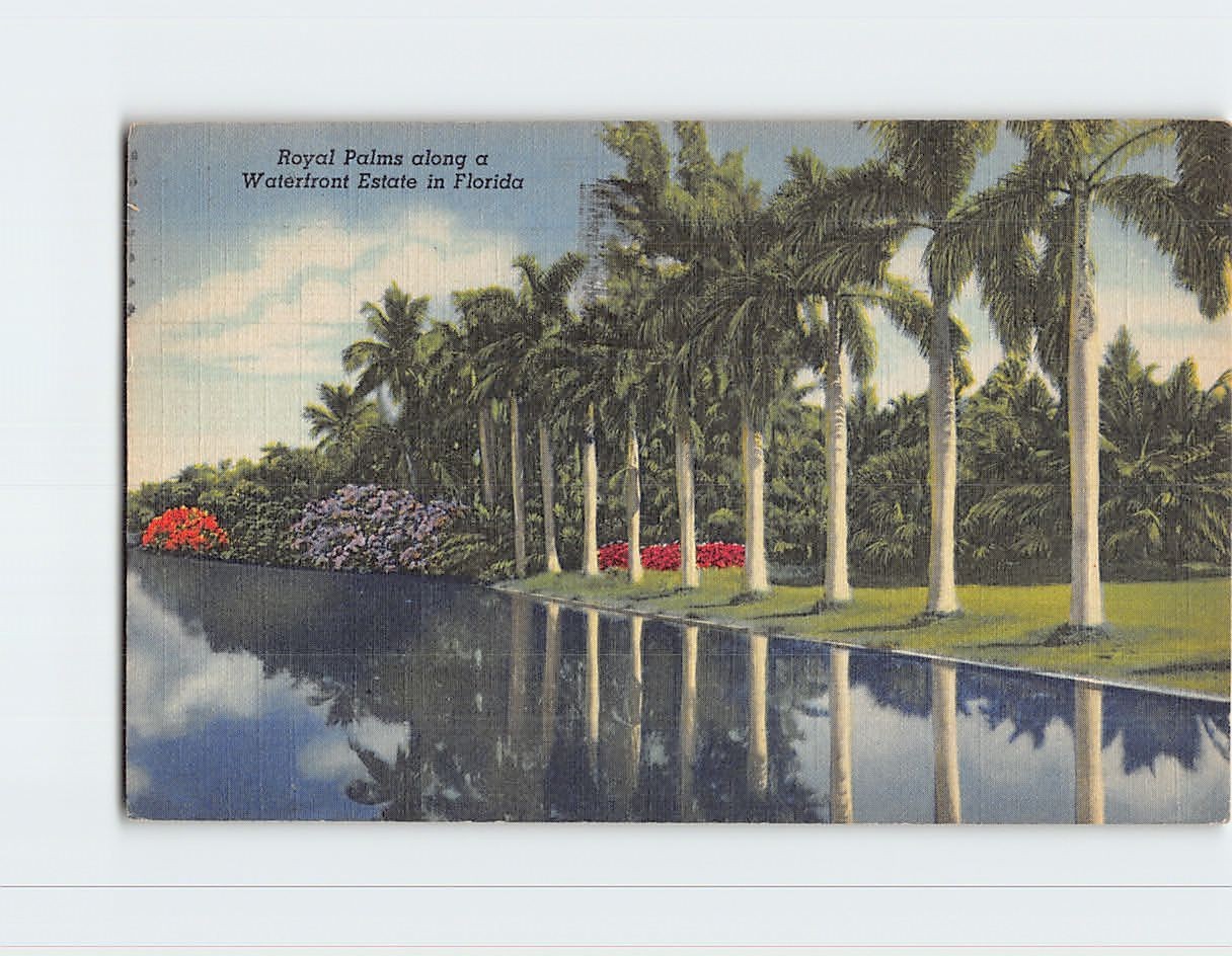 Royal Palms Along a Waterfront Estate in Florida  B-311894