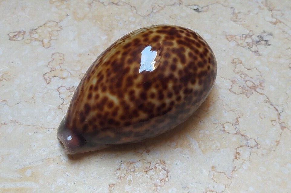 F Cypraea pantherina nice color red sea shell natural glossy F++++F+++ 92.5mm F Cypraea pantherina nice color red sea shell natural glossy F++++F+++ 92.5mm