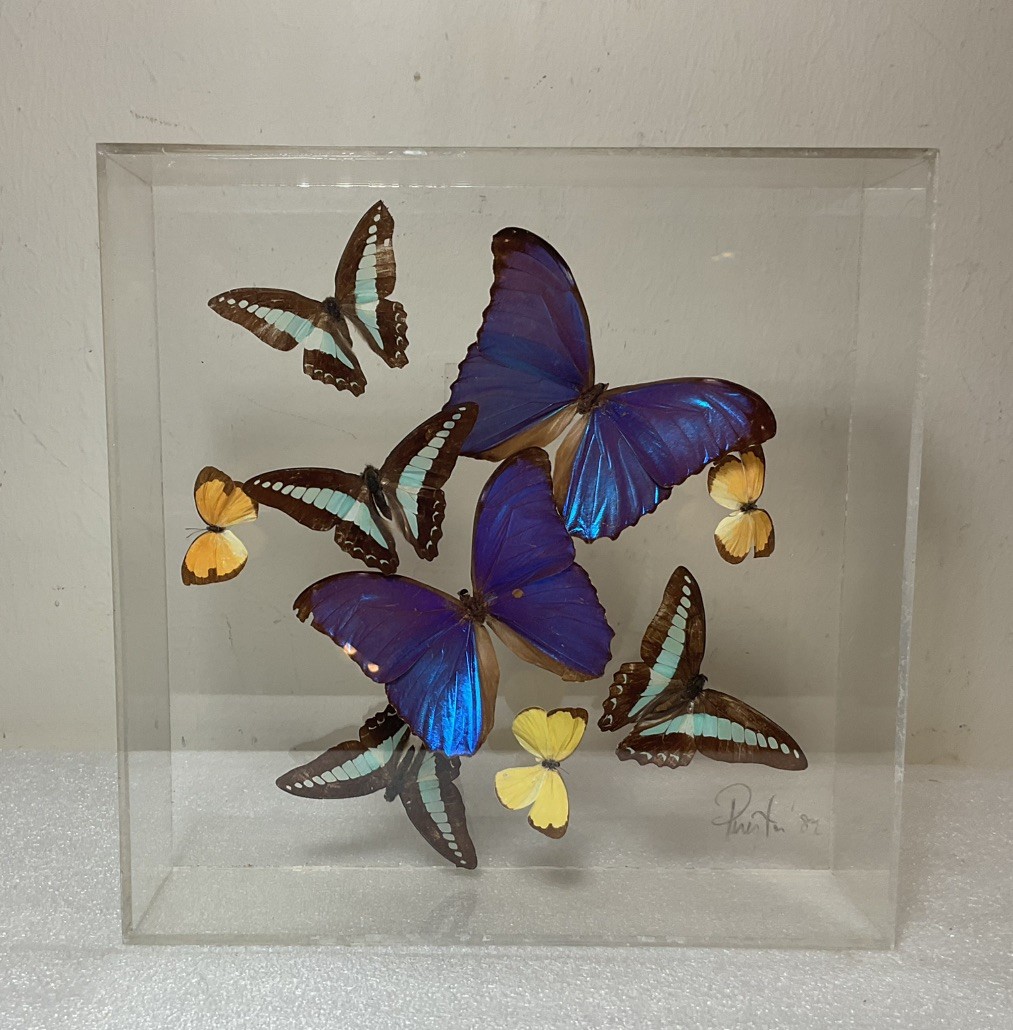 Beautiful Real 9 Flying Butterfly Taxidermy Display In Acrylic Box 10”x10”