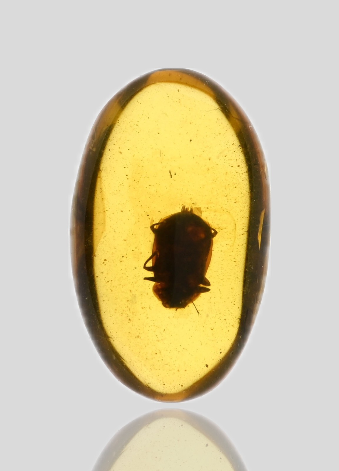 Detailed Coleoptera (Beetle), Fossil Insect Inclusions in Burmese Amber Detailed Coleoptera (Beetle), Fossil Insect Inclusions in Burmese Amber