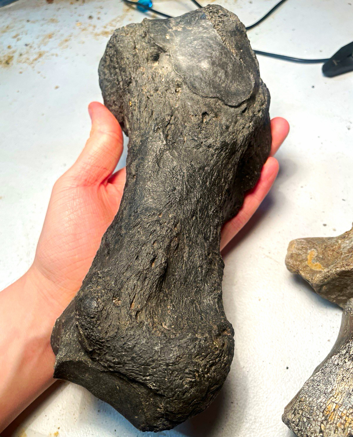 GIANT SLOTH HAND BONE. Florida fossil eremotherium metapodial