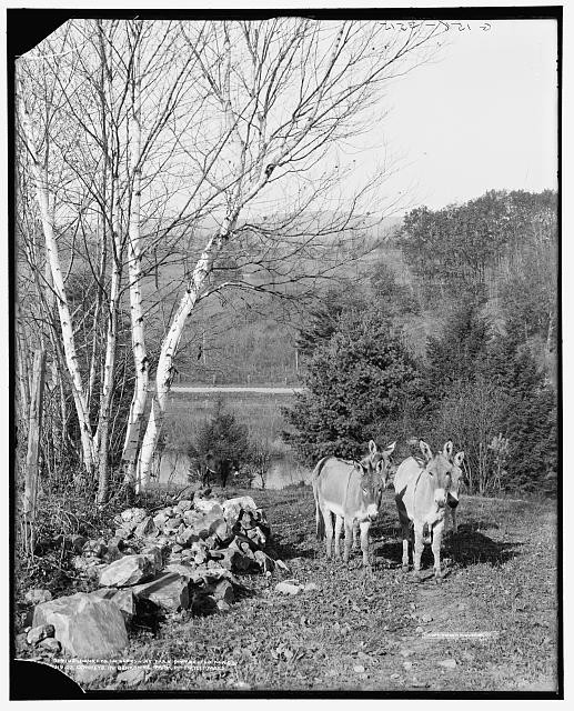 Pittsfield Massachusetts Berkshire Park Donkeys 1900s Landscape Photo
