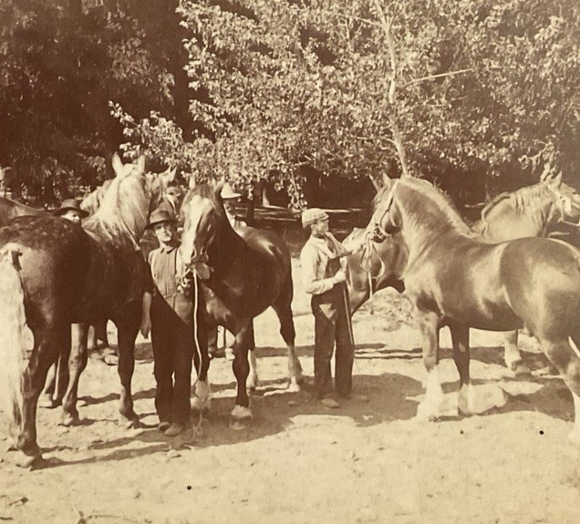 Thoroughbreds Race Horses Spokane Washington James Davis Kilburn SC8