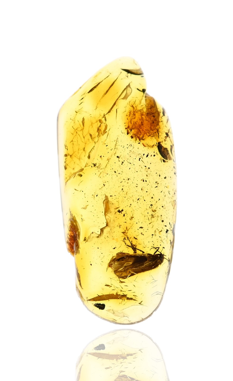 Detailed Trichoptera (Caddisfly), Fossil insect inclusion in Baltic Amber