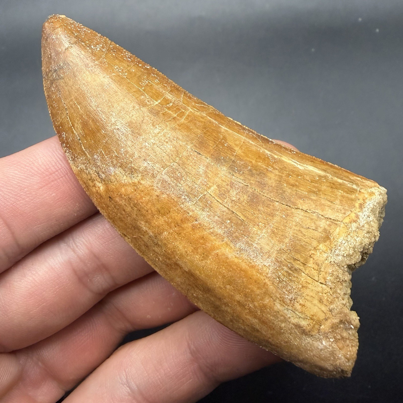 HUGE Fossil Dinosaur Tooth Charcharodontosaurus 3.45” Morocco (Restored) HUGE Fossil Dinosaur Tooth Charcharodontosaurus 3.45” Morocco (Restored)