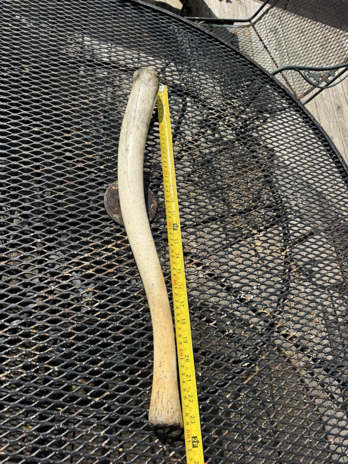 Walrus (baculum) penis-Authentic and rare- One only.