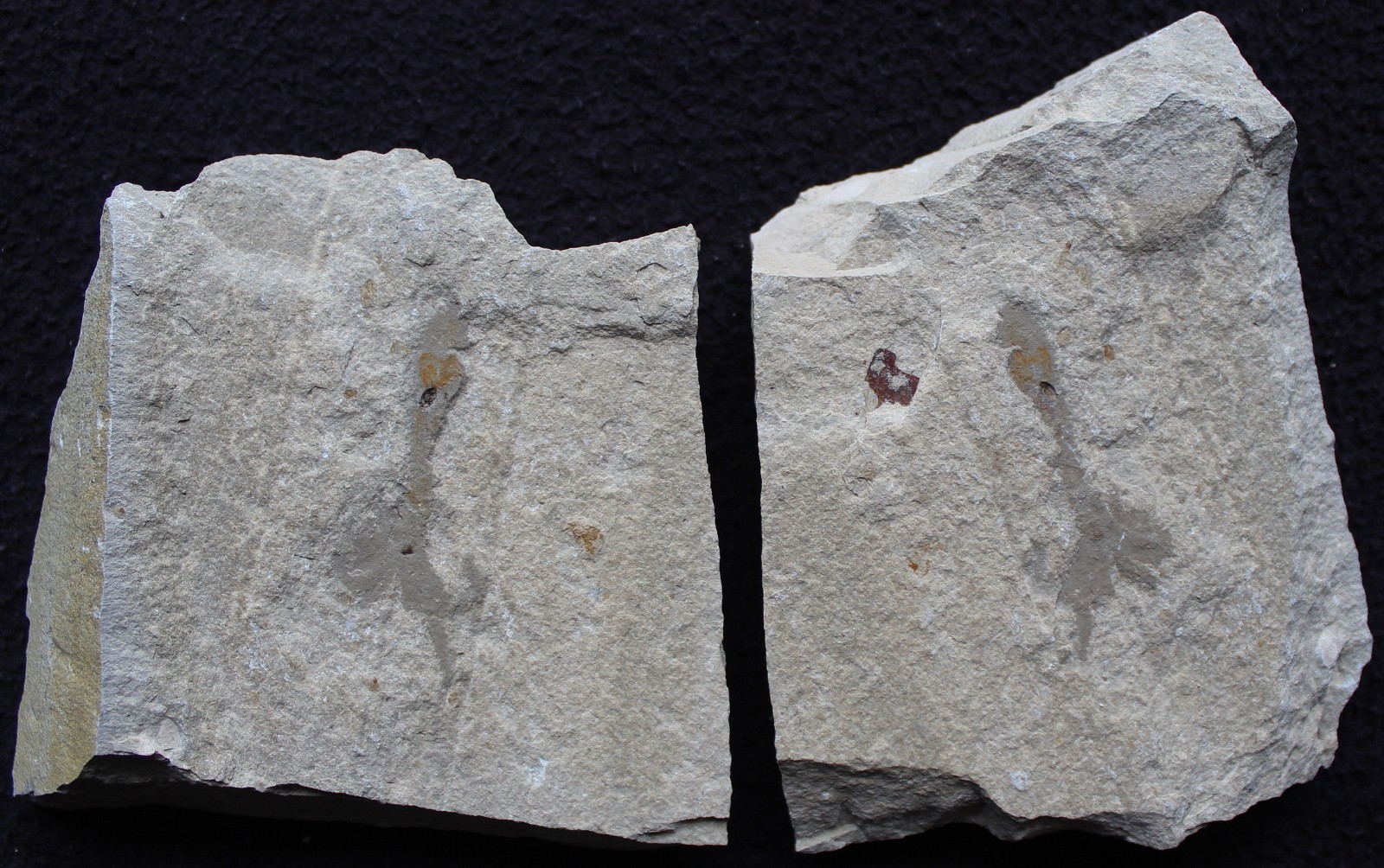 Octopus 03 Juvenile Respiratory System Preserved - High Quality- Fossils Lebanon