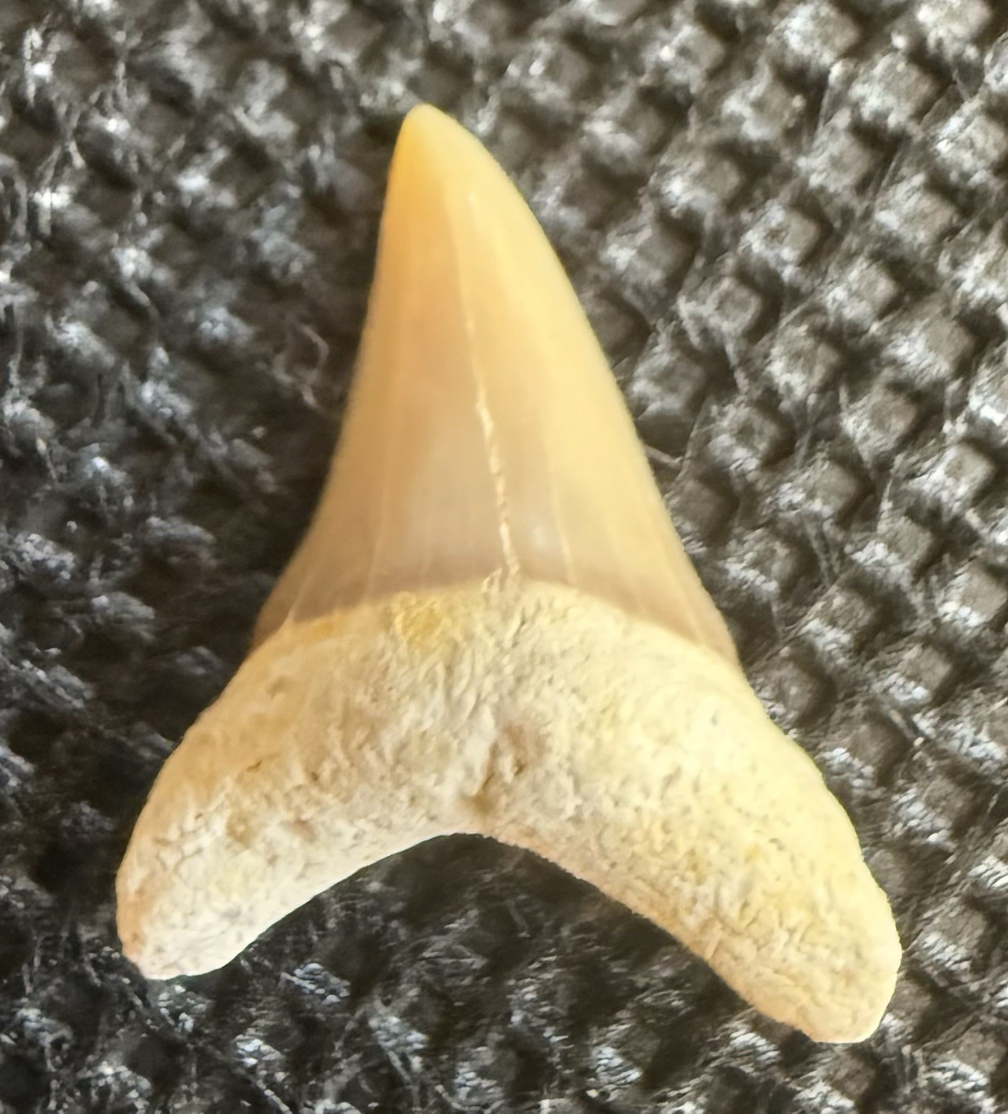 Rare Alopias Alabamensis 0.6” – Western Sahara, Morocco – Late Eocene