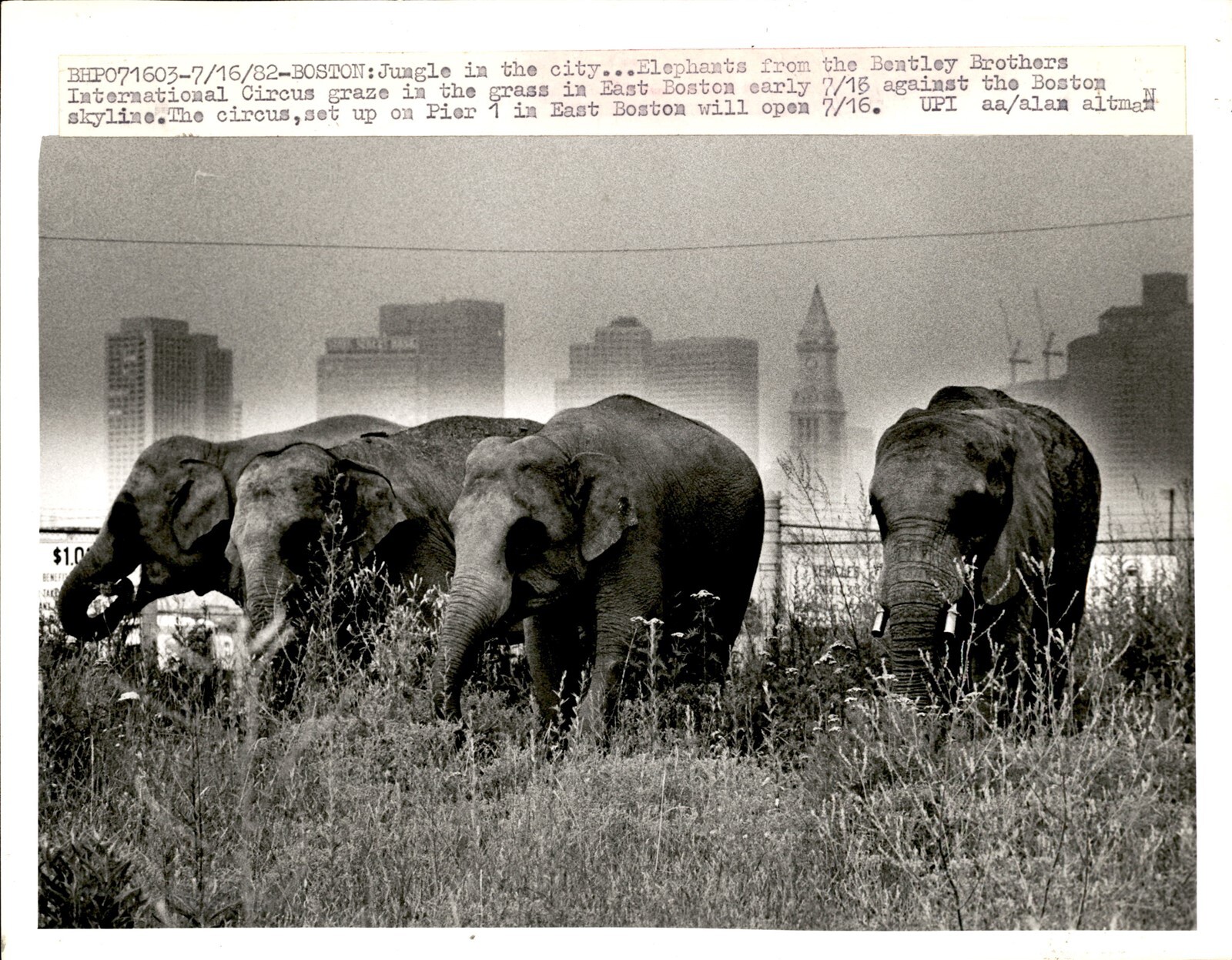 LG19 1982 Original Photo BENTLEY BROTHERS INTERNATIONAL CIRCUS ELEPHANTS BOSTON LG19 1982 Original Photo BENTLEY BROTHERS INTERNATIONAL CIRCUS ELEPHANTS BOSTON