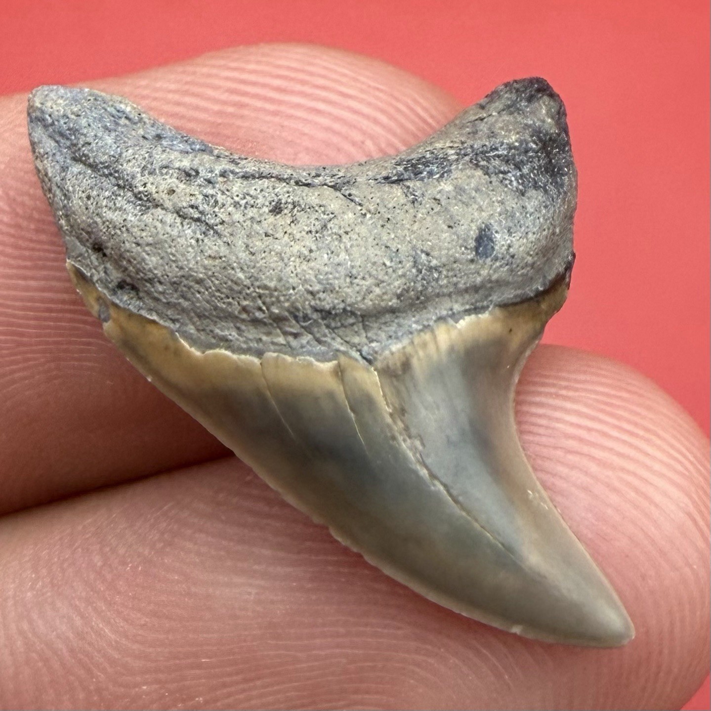 Giant Thresher Alopias Shark Tooth Fossil - Summerville South Carolina 1.15” GEM Giant Thresher Alopias Shark Tooth Fossil - Summerville South Carolina 1.15” GEM