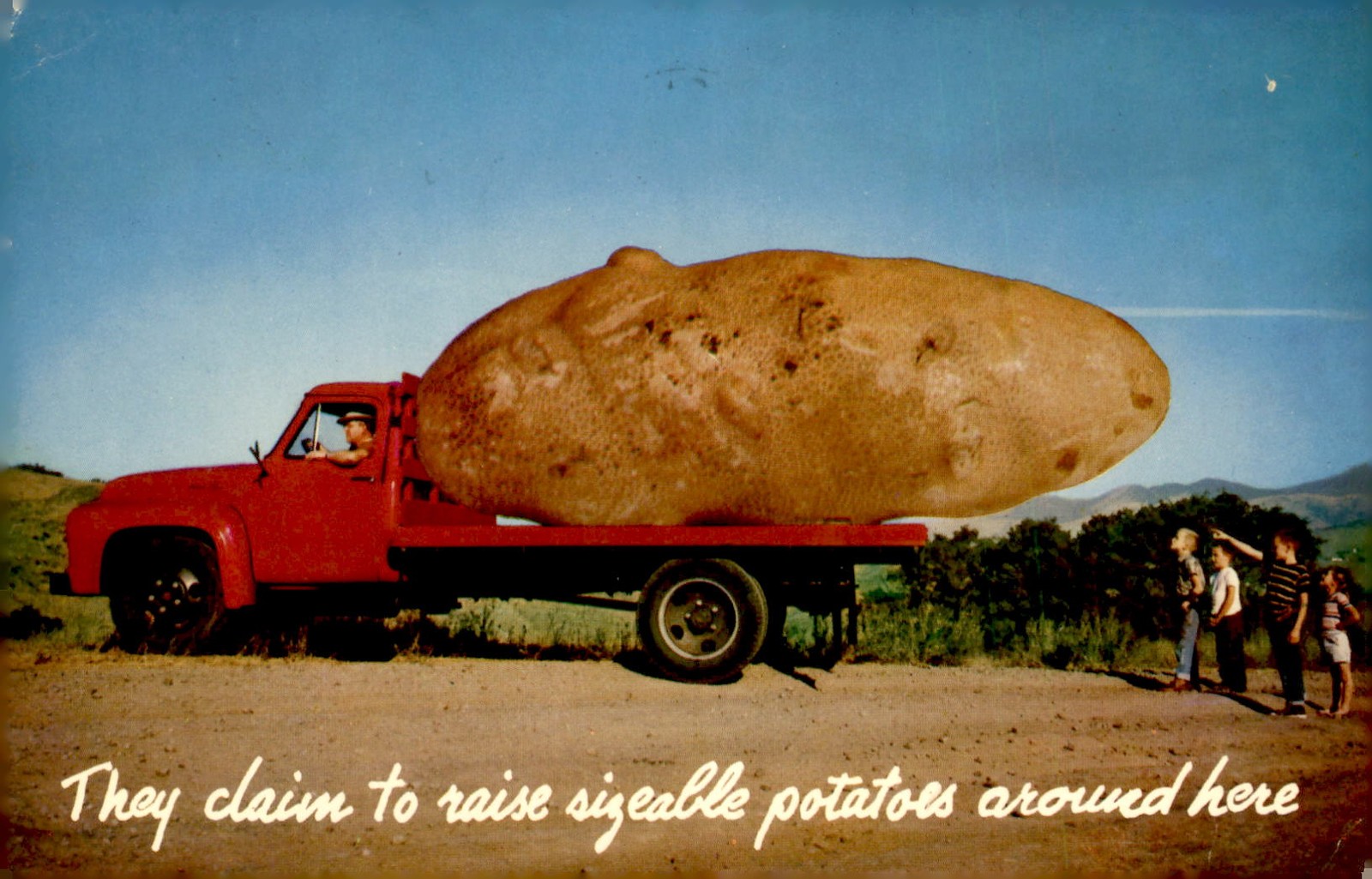 Belleville, Wisconsin 1965: Giant Potatoes and Beautiful Country Postcard Belleville, Wisconsin 1965: Giant Potatoes and Beautiful Country Postcard
