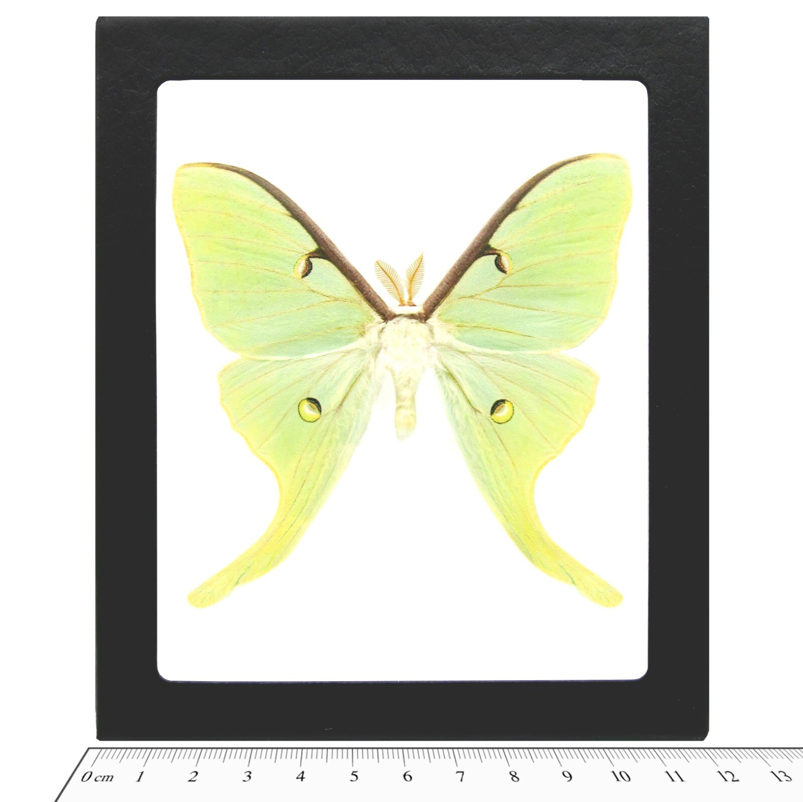 Actias luna REAL FRAMED GREEN NORTH AMERICAN LUNESTA MOTH Actias luna REAL FRAMED GREEN NORTH AMERICAN LUNESTA MOTH