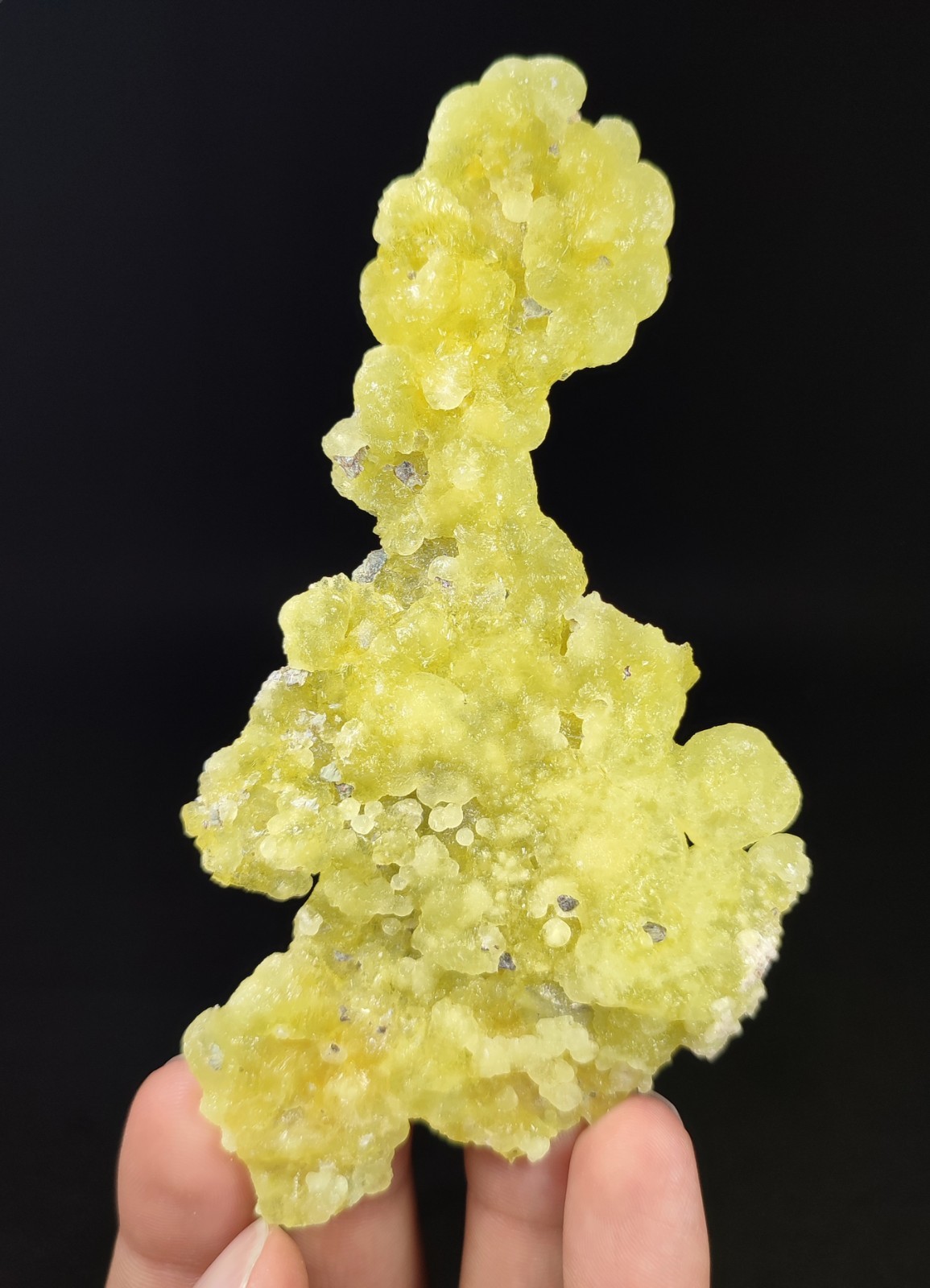 33-gm Lustrous Lemon-Yellow Botryoidal Brucite Crystal, Unique Formation - Pak.