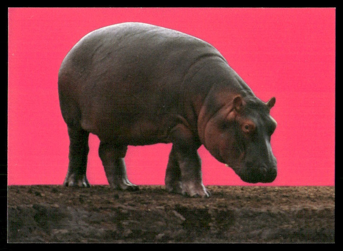 River Hippopotamus - 1993 Cardz San Diego Zoo #106 River Hippopotamus - 1993 Cardz San Diego Zoo #106