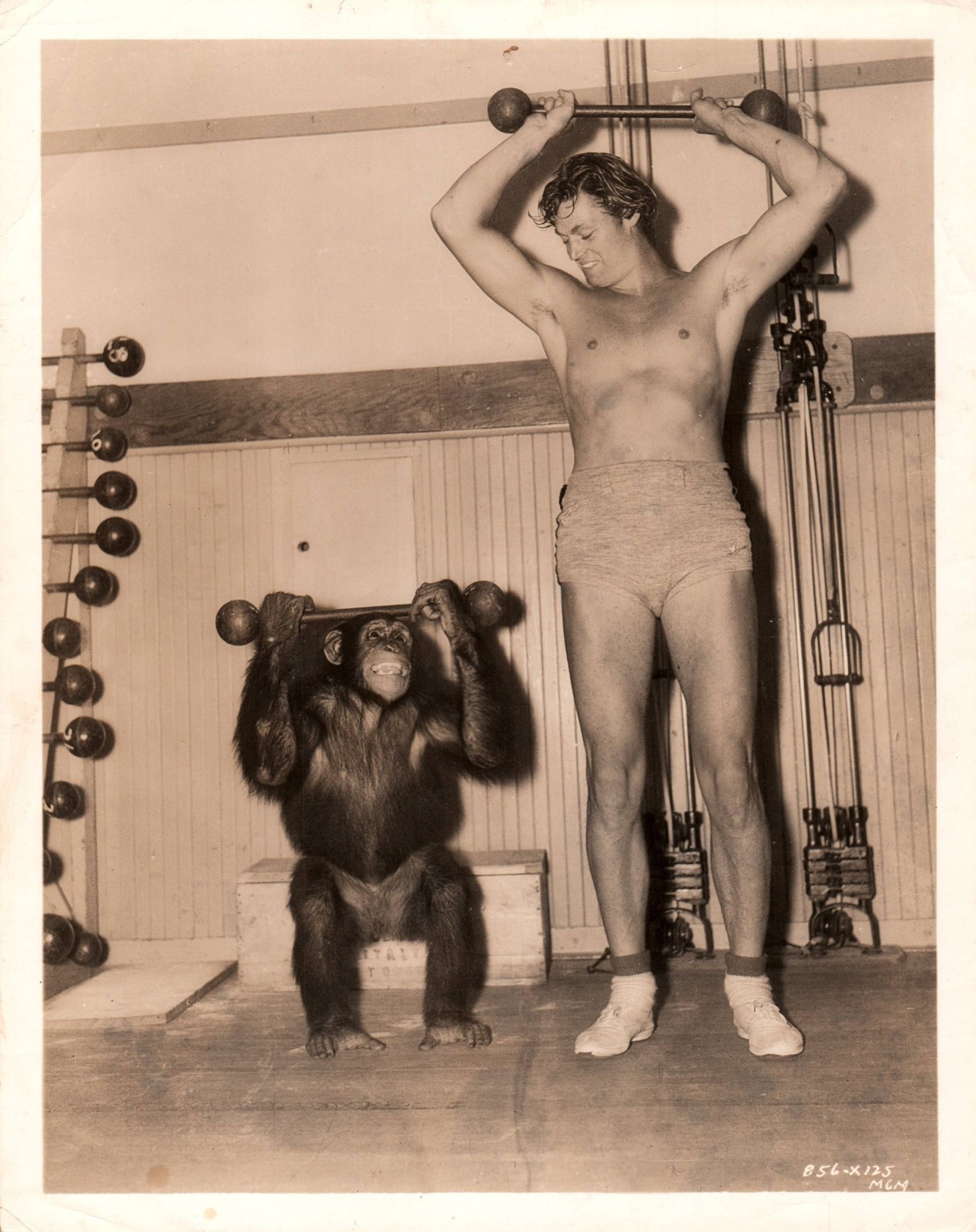JOHNNY WEISSMULLER Tarzan Finds a Son 1939 BEEFCAKE MONKEY ORIG PHOTO MA JOHNNY WEISSMULLER Tarzan Finds a Son 1939 BEEFCAKE MONKEY ORIG PHOTO MA