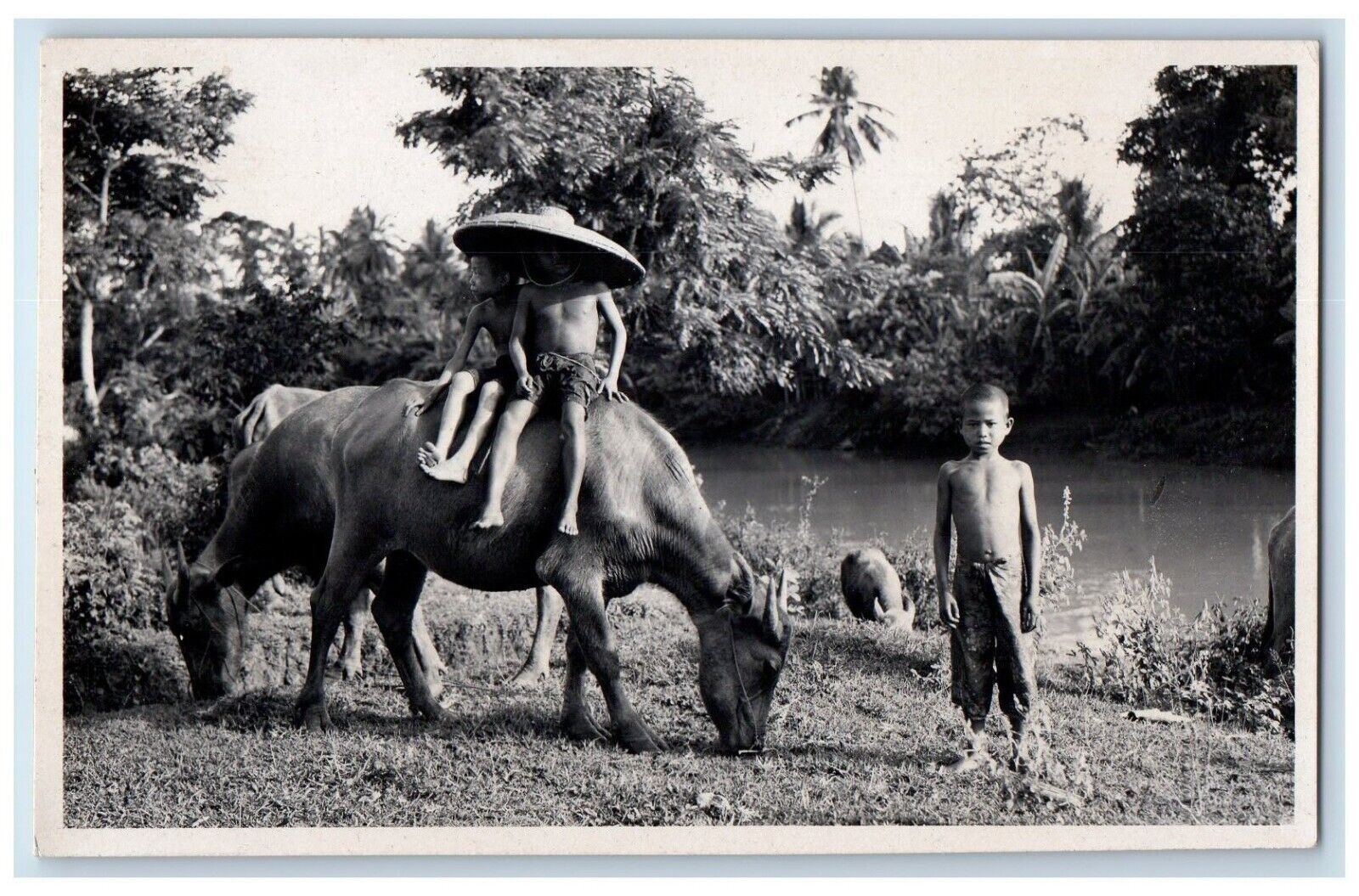 c1920's Candid Children Boys Cows River Pigs Java Indonesia RPPC Photo Postcard