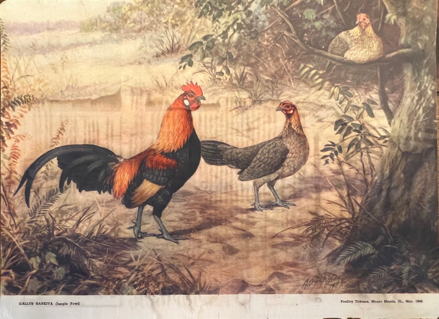 Vintage 1948 Poultry Tribune Print Gallus Bankiva Jungle Fowl Chicken Rooster Vintage 1948 Poultry Tribune Print Gallus Bankiva Jungle Fowl Chicken Rooster